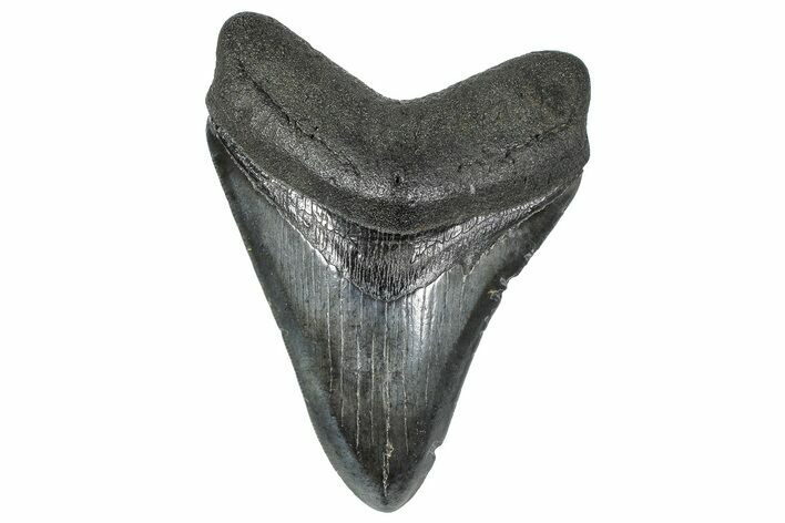 Fossil Megalodon Tooth - South Carolina #367998
